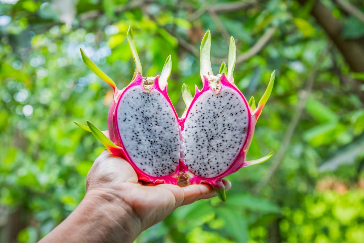 Dragon Fruit after cutting in 2 pieces