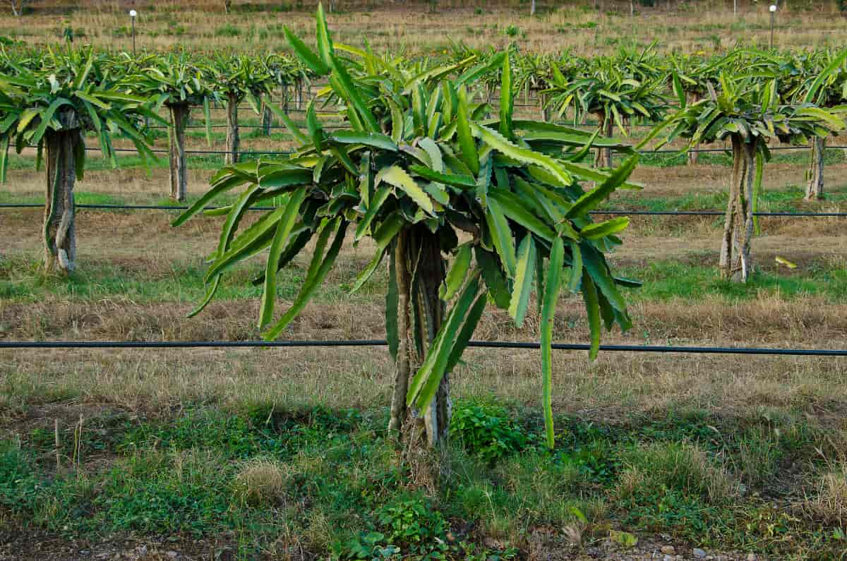 Dragon Fruit Farm