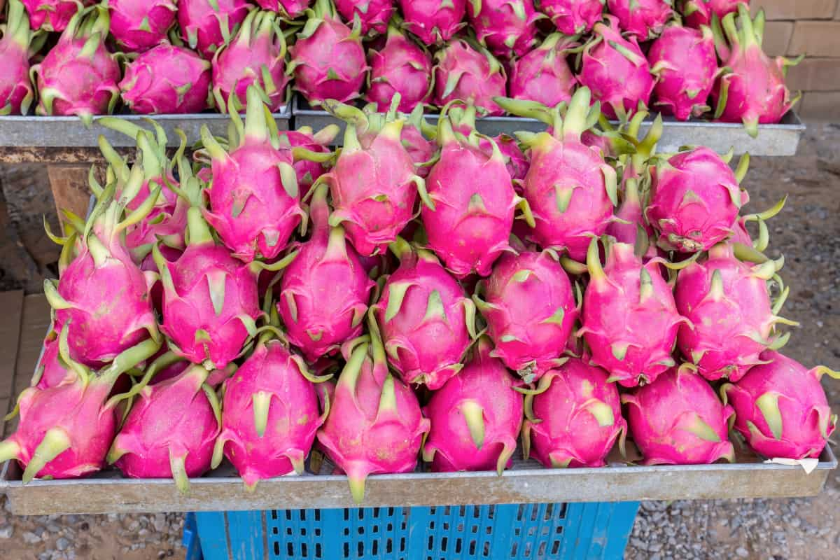 Selling dragon fruit in market